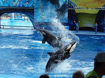two whale sharks performing in water thumbnail