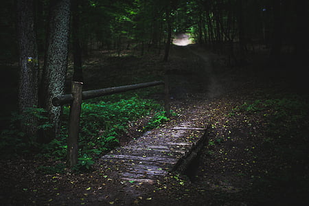 brown wooden footbridge on forest during daytime thumbnail