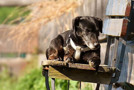 short-coated black dog thumbnail