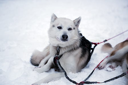 short-coated white and black dog on snow thumbnail
