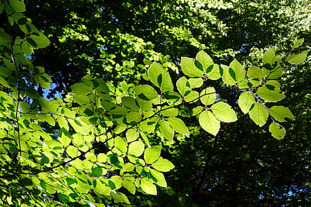 closeup photo of green leafed plant thumbnail