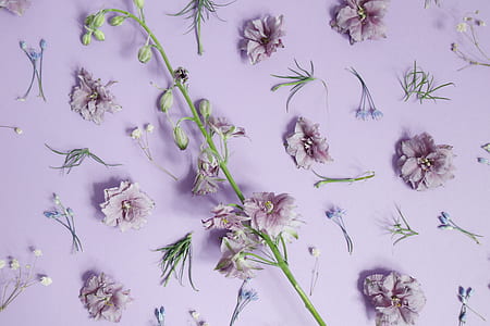 purple flowers on purple surface thumbnail