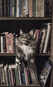 long-coated brown cat between book lot near bookcase thumbnail