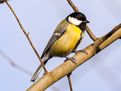 yellow and black bird on brown tree thumbnail