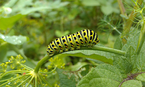 Swallowtail Caterpillar, Swallowtail thumbnail