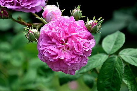 pink carnation flower thumbnail
