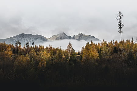 mountains and trees during daytime thumbnail