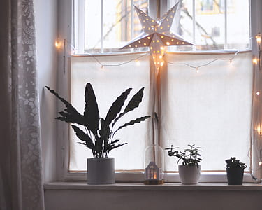 plants on windowsill beside closed window thumbnail