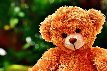 selective-focus photography of brown bear plush toy thumbnail