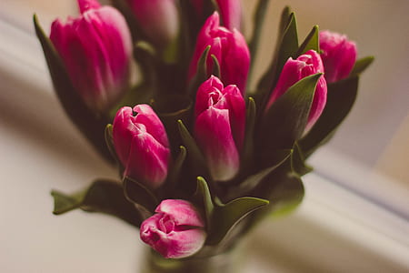 flowers, flora, decorative, tulips thumbnail