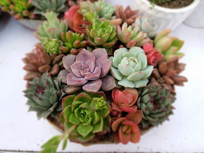 assorted-color succulents at daytime thumbnail