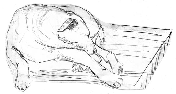 dog sketch thumbnail