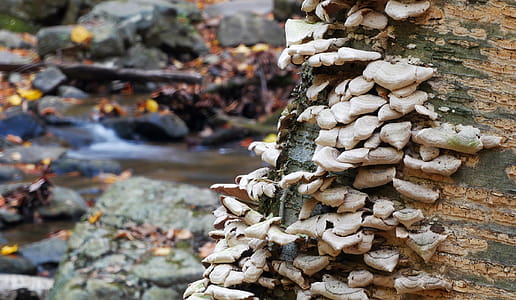 Fungi growing on bark of tree by a stream. thumbnail