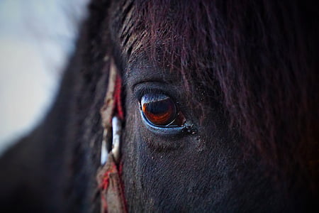 closeup photo of brown horse thumbnail