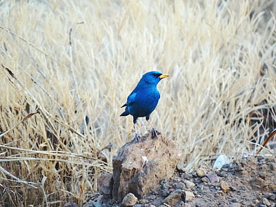 blue bird on gray rock near brown grass thumbnail