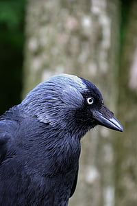 closeup photo of black bird thumbnail