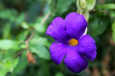 purple 5-petal flower thumbnail