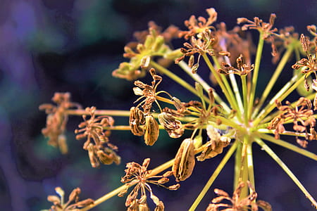 nature, garden, plant, blur thumbnail