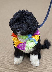 black and white Bolonka puppy thumbnail