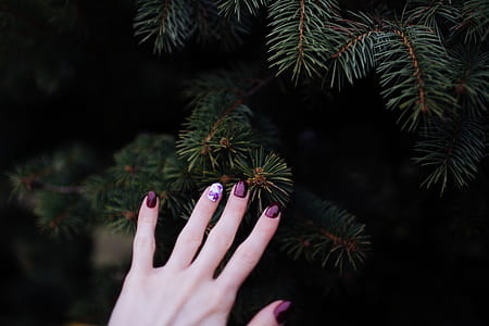 person's hand with purple manicure holding plant thumbnail