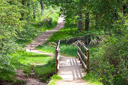 gray wooden bridge surrounded by trees thumbnail
