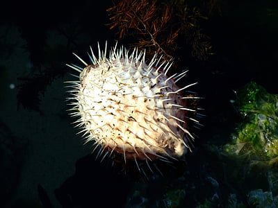 white pufferfish in body of water thumbnail