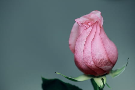 selective focus photo of pink rose flower bud thumbnail