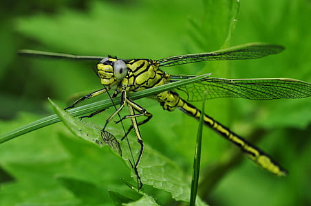 macro photo of dragonfly thumbnail