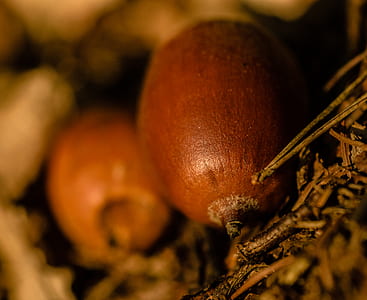selective focus photography of brown fruit thumbnail