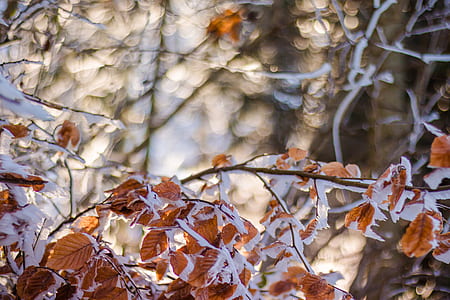 brown leafed tree thumbnail