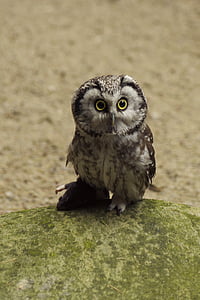 close up photography of white and black owl thumbnail