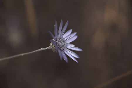 Macro Lens Photo Showing Purple Flower thumbnail