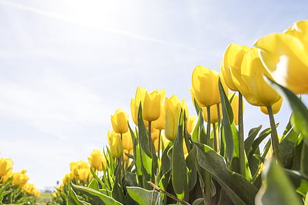 yellow flower field thumbnail