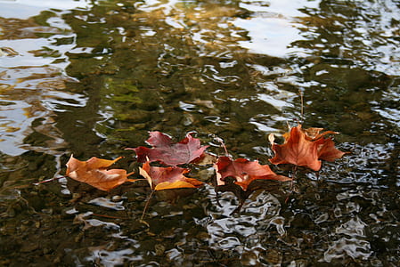 close-up photography of six dried leafed drop on body of water thumbnail