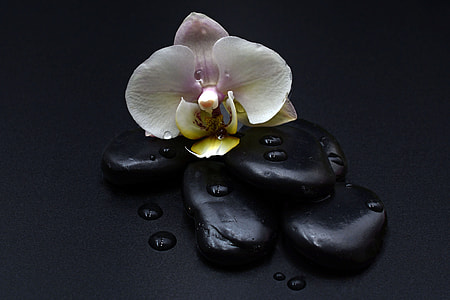 white and pink flower on black pebbles thumbnail