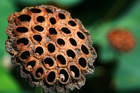 close up photo of bee house thumbnail