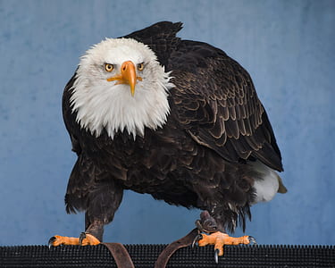eagle thumbnail