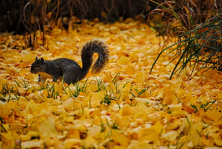 wildlife photography of gray squirrel surrounded grass thumbnail
