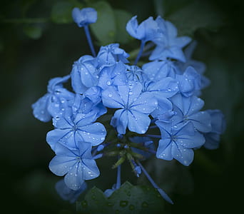 blue leadwort flowers macro photography thumbnail