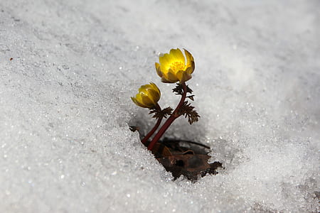 yellow buttercup flower on snow ground thumbnail