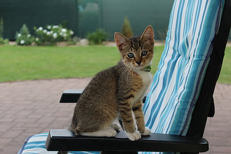 short-fur black cat near green grass field thumbnail