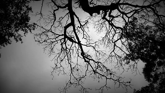 grayscale photography of bale tree thumbnail