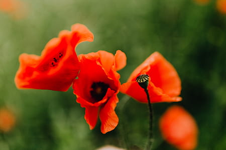 A field of Red Poppies thumbnail