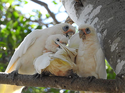 shallow focus photography of cockatoos thumbnail