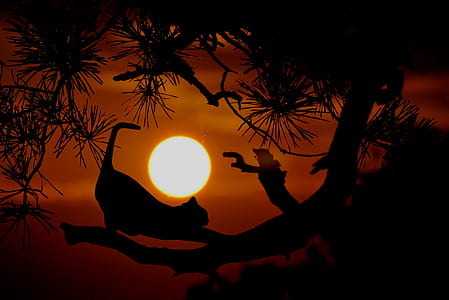 Cat stretching along tree limb, with setting sun in background. thumbnail