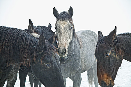 four gray-and-brown horses photo taken on winter season thumbnail