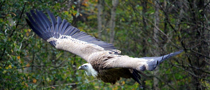 selective focus photography of griffon vulture thumbnail
