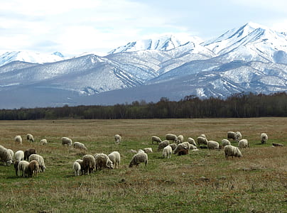 flock of sheep eating grass with mountain background thumbnail