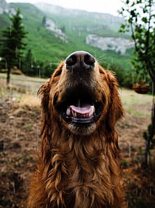 Macro Photography Of Brown Dog thumbnail