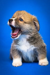tan and black Pomeranian puppy close-up photography thumbnail